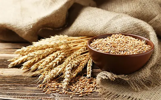WHEAT Trading